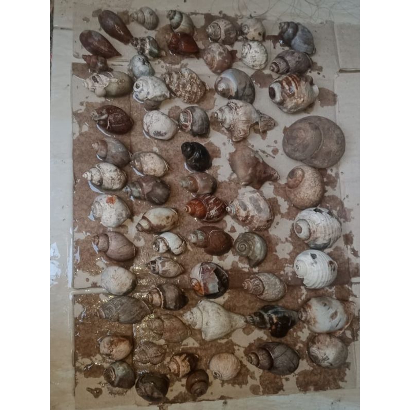 batu fosil keong