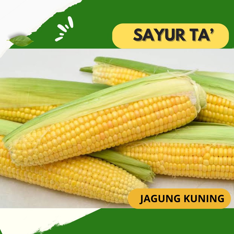 

Jagung Kuning perbiji /Jagung Manis/ Jagung Segar/ Sayur Ta Makassar