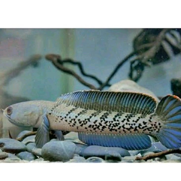 hiasan aquarium channa stewarti 8-10 cm full dot karbialong