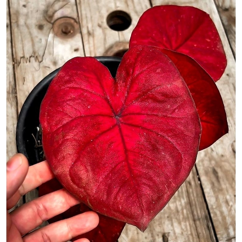 Tanaman Hias Keladi Red Dragon Tanaman Hias Bunga Keladi Caladium Red Dragon Anakan Murah BUKAN BOGG