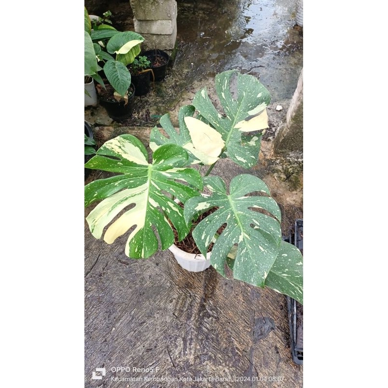 monstera constallation thai