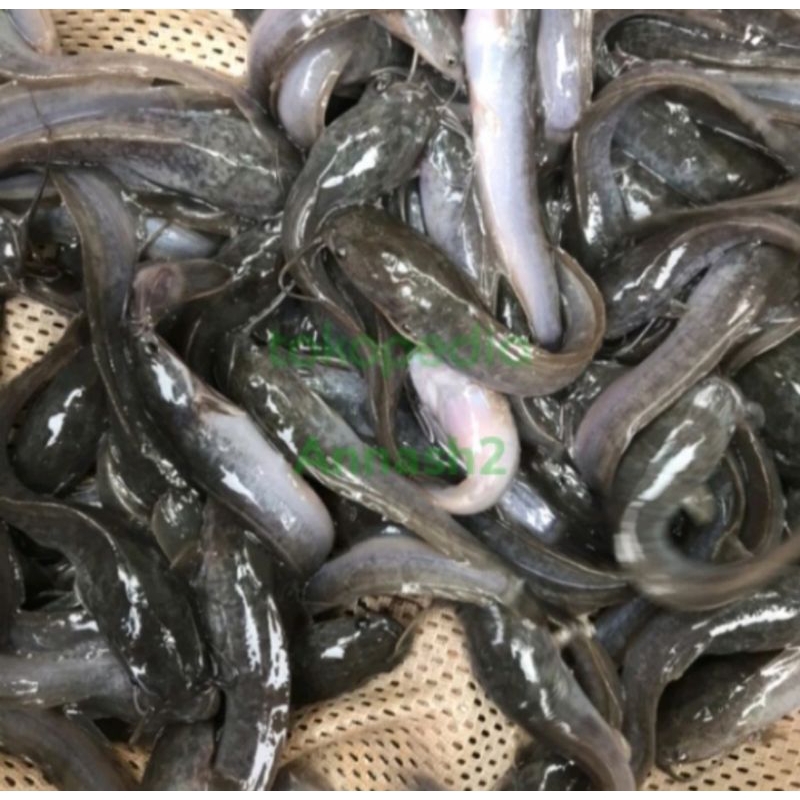 Paket Bibit Lele Sangkuriang ukuran 9-10 isi 50 ekor