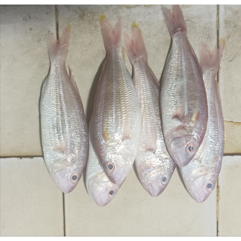 

IKAN TERISI 1kg
