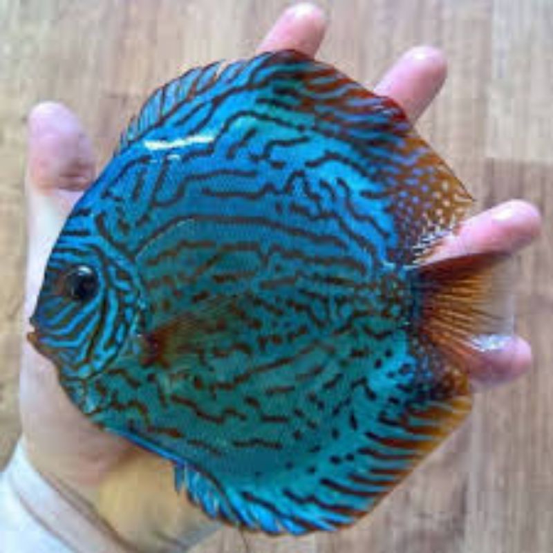 

Packing Styrofoam Discus Brilliant Blue Turquoise 2cm