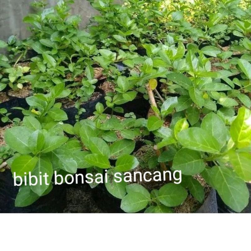 bibit bahan bonsai sancang ori tanaman hidup murah