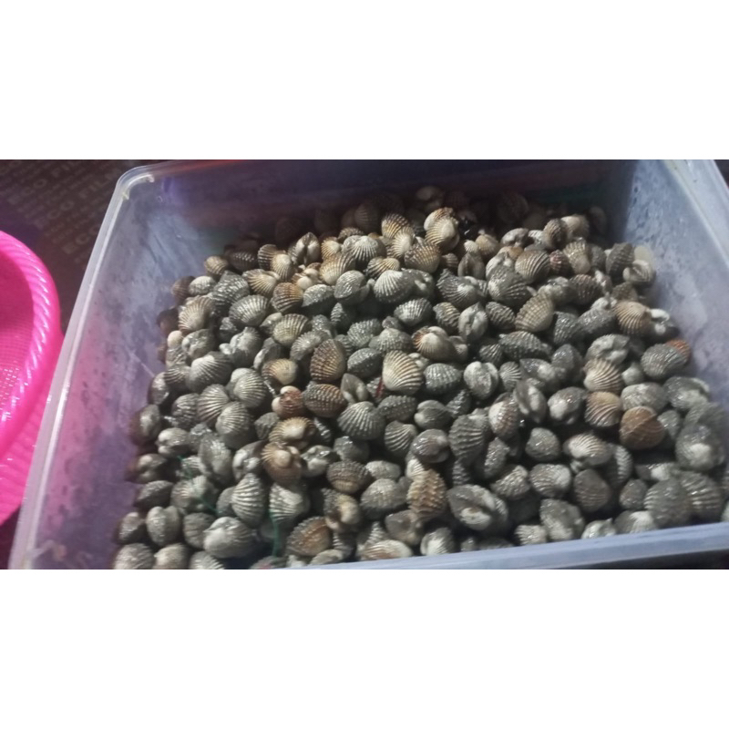 

kerang dara