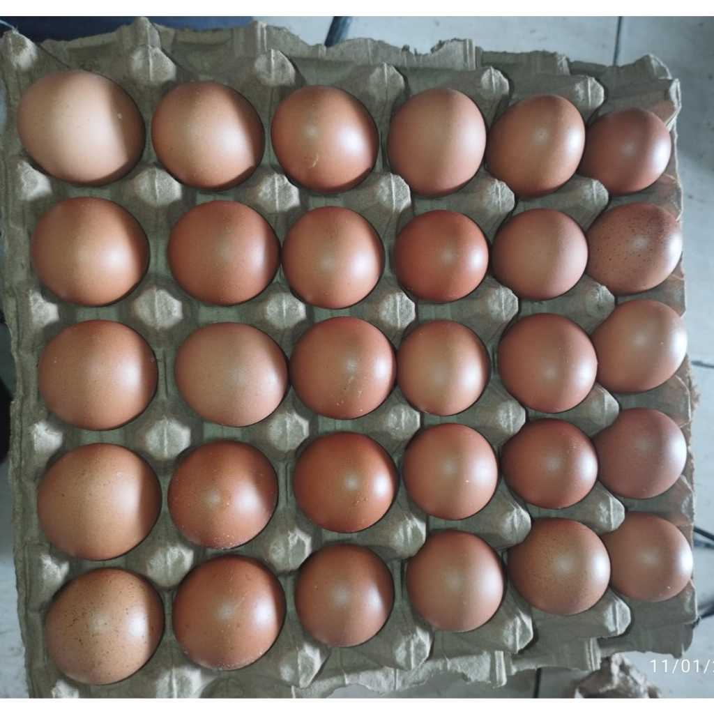 

Telur Ayam Negri Negeri segar per 1 papan/tray 30 butir