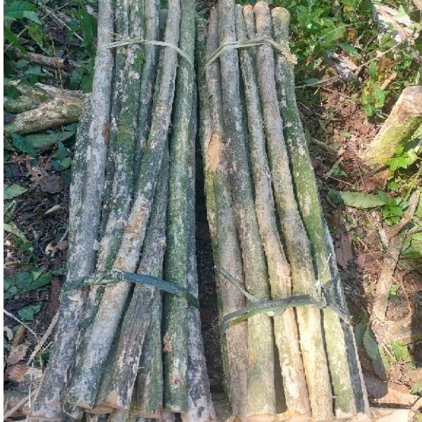 ajir kayu kopi ukuran 1meter media tanam tanaman rambat