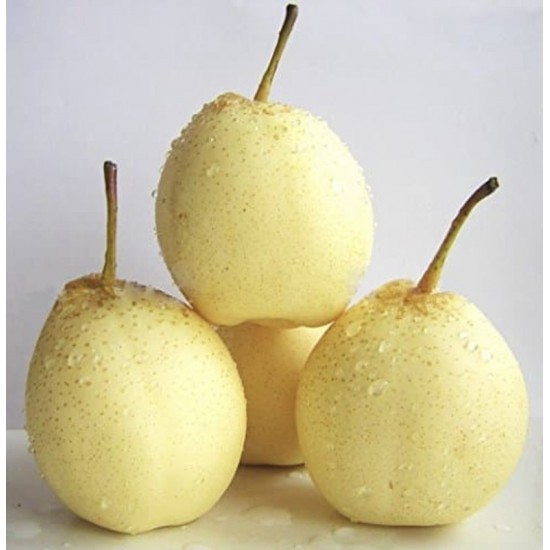 

Buah 1 Kg Pear Sweet Premium, Buah Fresh Same Day Delivery Jogja