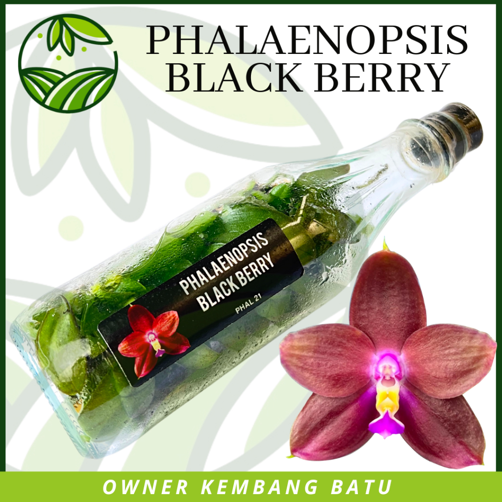 Bibit Anggrek Bulan Botolan Black Berry Koleksi Bunga Hias