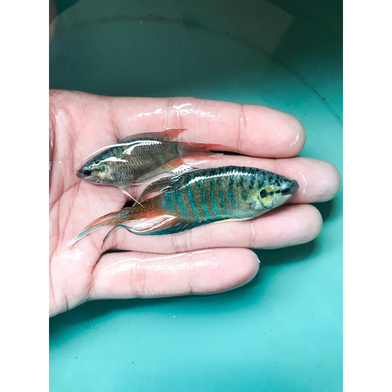 Ikan hias sepat paradise (Macropodus Opercularis) Pair