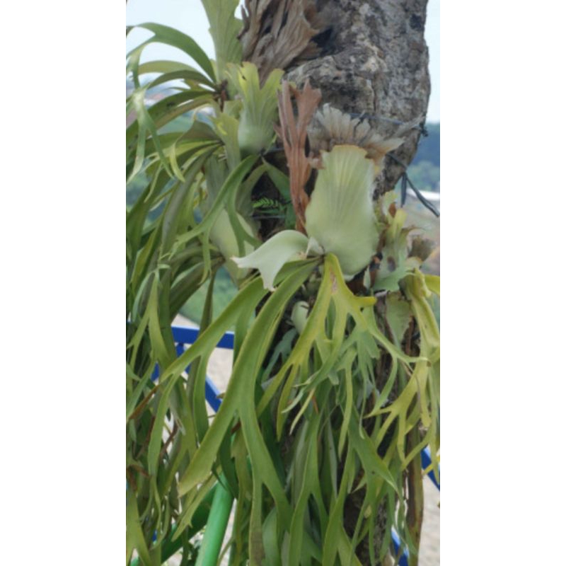 Tanduk rusa#Simbar Menjangan# tumbuhan paku