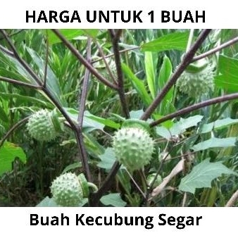 

Buah Kecubung Segar 1 biji