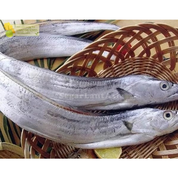 

Ikan Layur Segar Ikan Layur Ikan Laut Basah Segar 1Kg