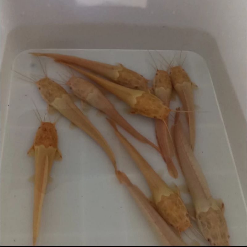 LELE ALBINO MATA MERAH Size 30-40cm