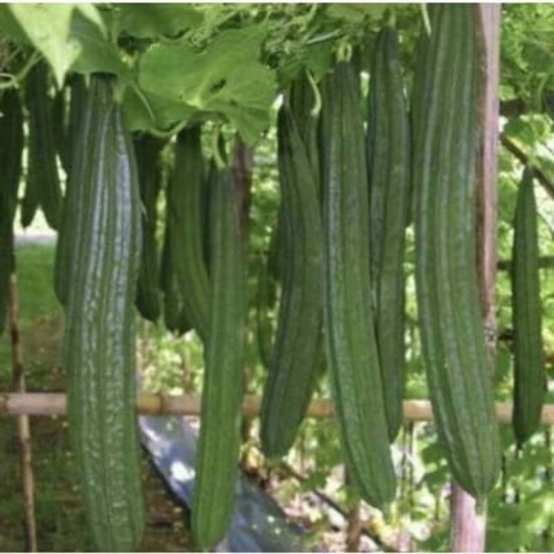 100 BENIH GAMBAS/OYONG UNGGUL SUPER PANJANG