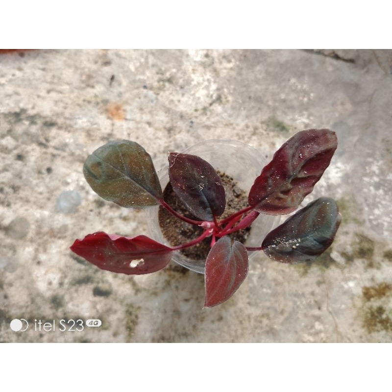 homalomena bloody red