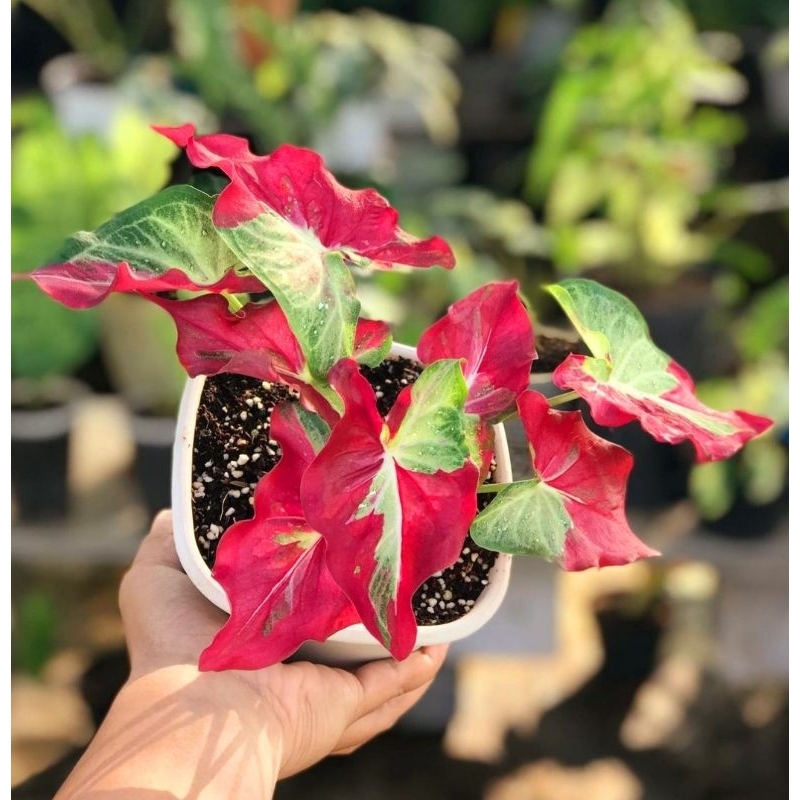 Cat Tumpah Caladium Cat Tumpah / Keladi Hias Cat Tumpah Tanaman Hias Keladi Murah Meriah / Keladi Me