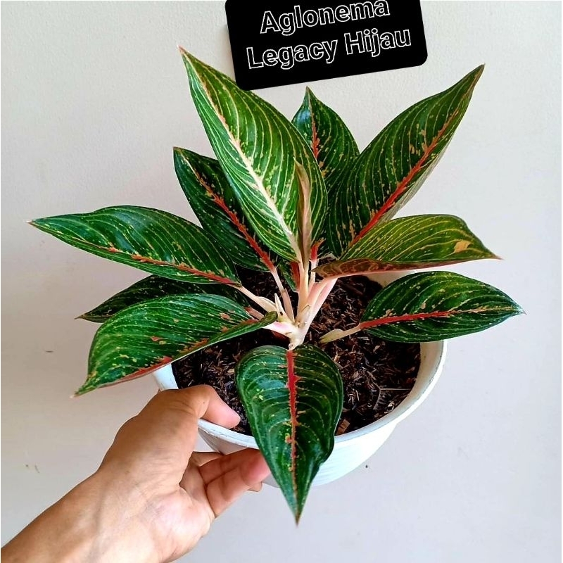 Tanaman Hias Aglonema Lagacy Hijau Tanaman Hias Bunga Aglonema Aglaonema Legacy Hijau Murah Remaja B