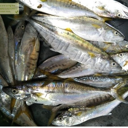 

Ikan Tenggiri Segar Fresh Ikan Tenggiri Baby 1Kg