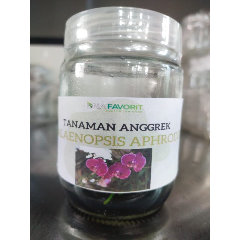 Tanaman Kultur Jaringan Anggrek Phalaenopsis Aphrodite