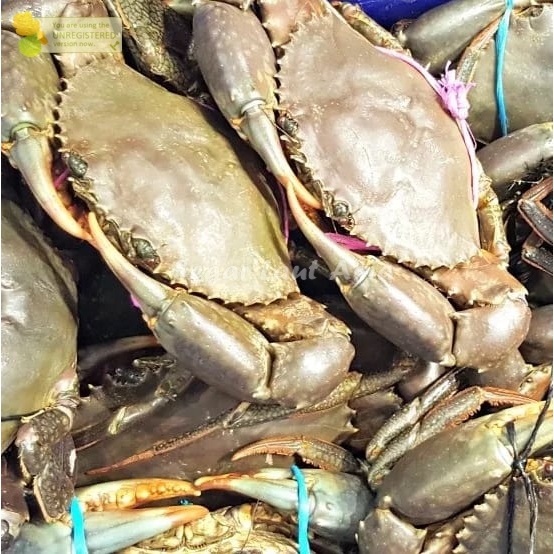 

Kepiting Hidup Kepiting Bakau Segar Jantan Betina 1Kg