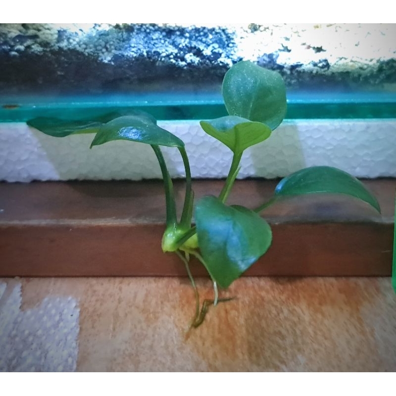 Anubias Nana  l Tanaman Aquascape