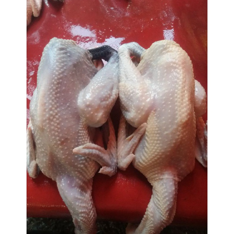 

GROSIR MURAH Ayam Kampung Fresh 11 gr Berat Hidup