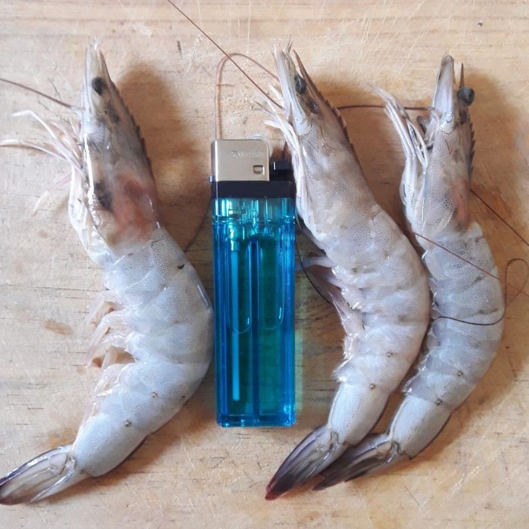

PROMO ALE udang vaname besar