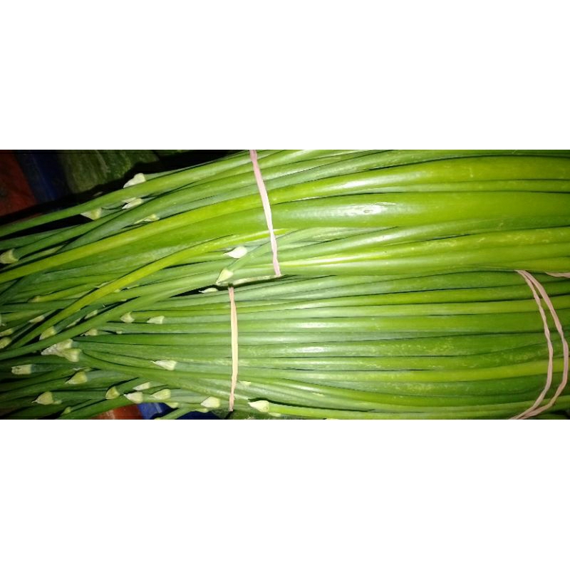 

Daun Bawang Belalu Belalo