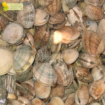 

Kerang Sempreng Segar 1Kg