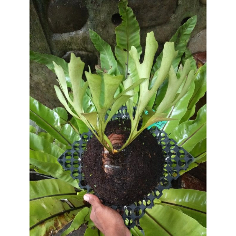 platycerium/kesimbar ridleyi rawatan