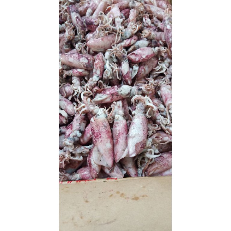 

BEST SELLER Cumi asin 1kg Termurahcumi asin rebusikan asin cumi