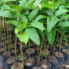 

Apukat pluwang tinggi 1 meter up #BB