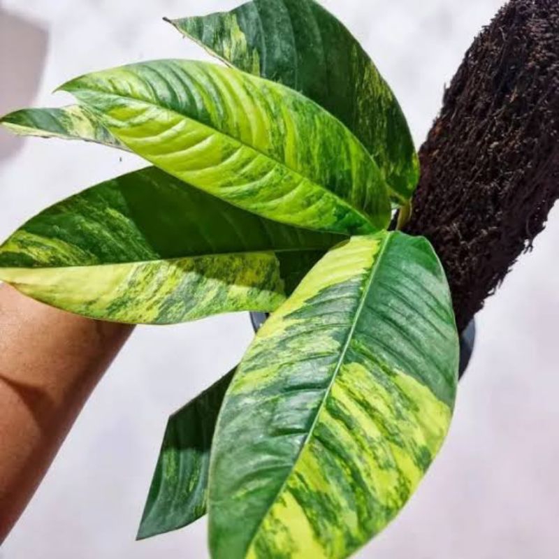 Rhaphidophora Foraminifera Variegata Ekonomis