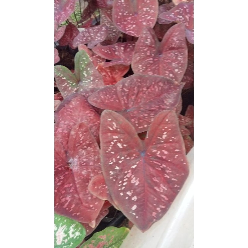 caladium/keladi d.o.h