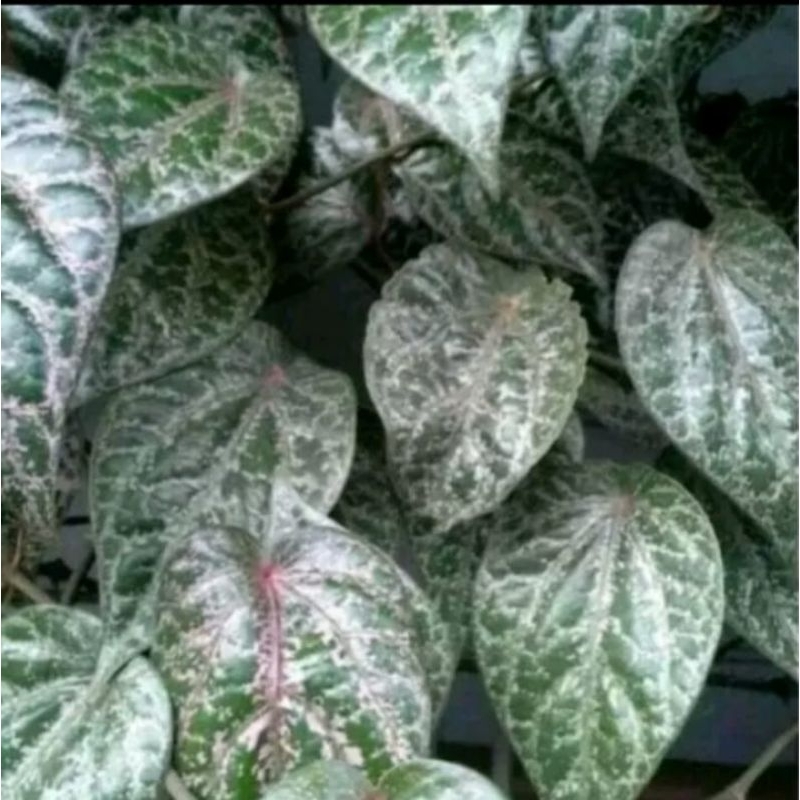 

daun sirih merah segar hrg 1helai
