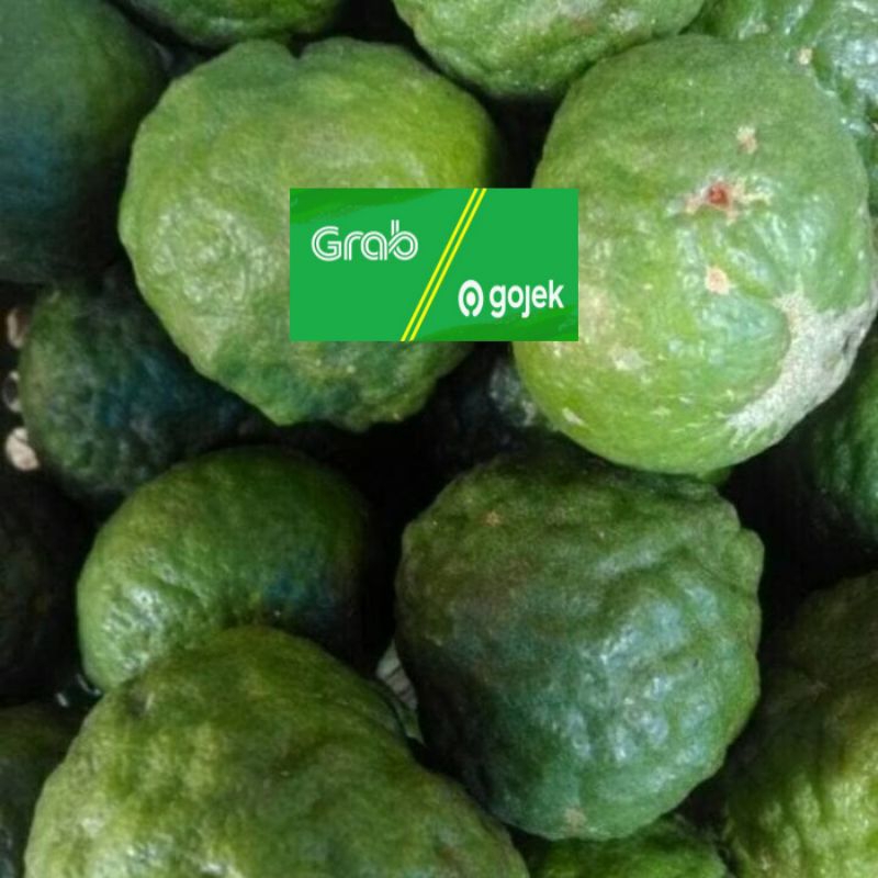 

jeruk purut betina segar