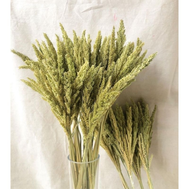 Bunga jawan kering / bunga kering aesthetic