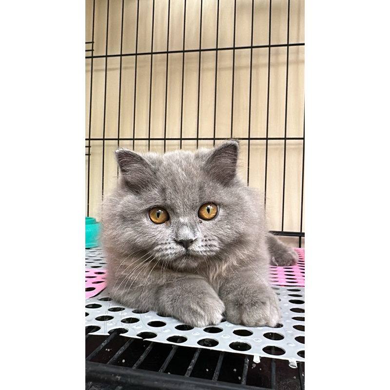 gaelic fold munchkin blue solid 4 month