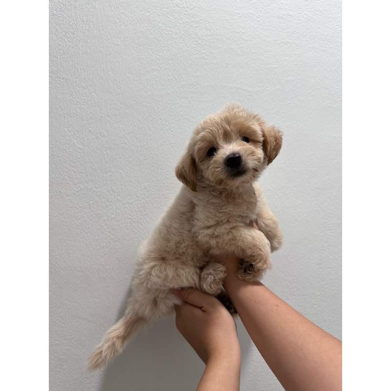 maltipoo maltese mix poodle jantan