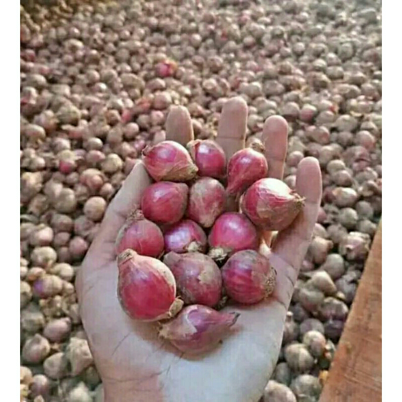 

Bawang merah murah 15 biji