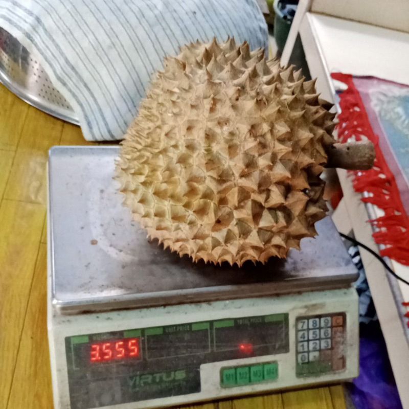 

DURIAN MONTONG UTUH masak di pohon bobot 3 s/d 5 kg