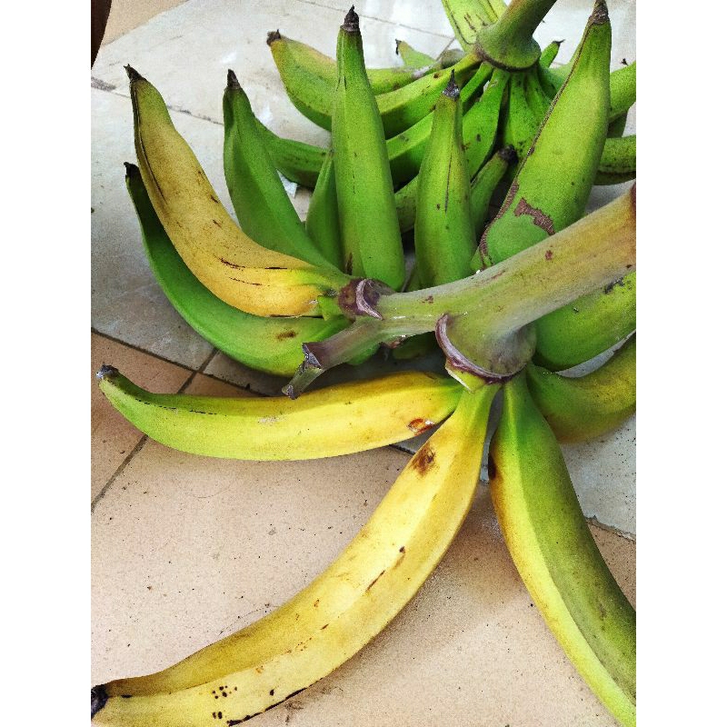 

buah pisang tanduk dengan pupuk organik masak pohon per buah