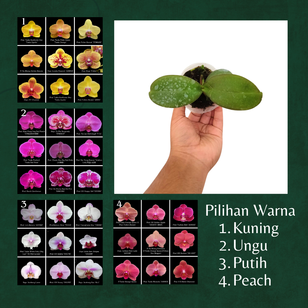 10. Bibit Remaja Anggrek Bulan / Phalaenopsis