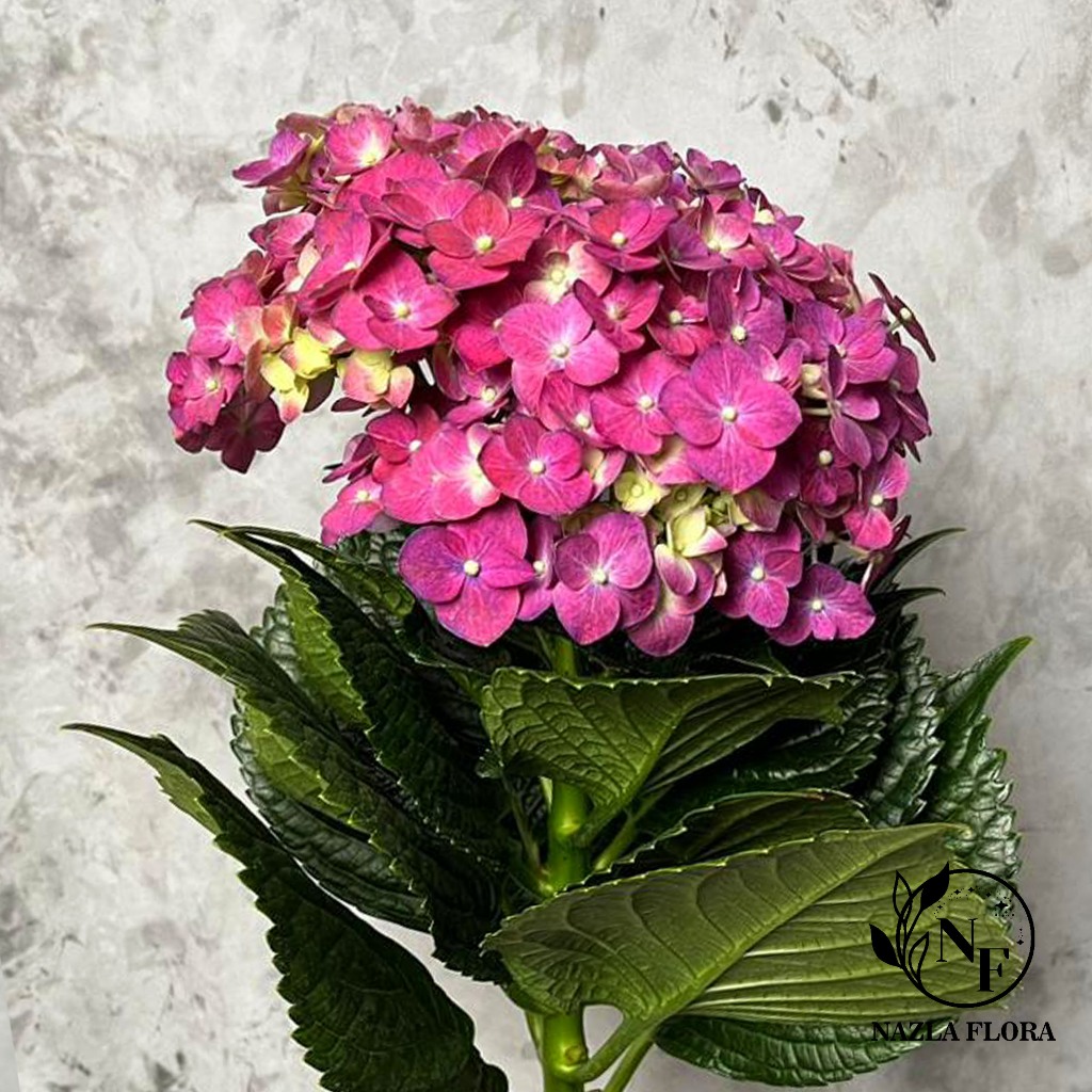 NAZLA Hortensia/Hydrangea Pink Hidup Segar