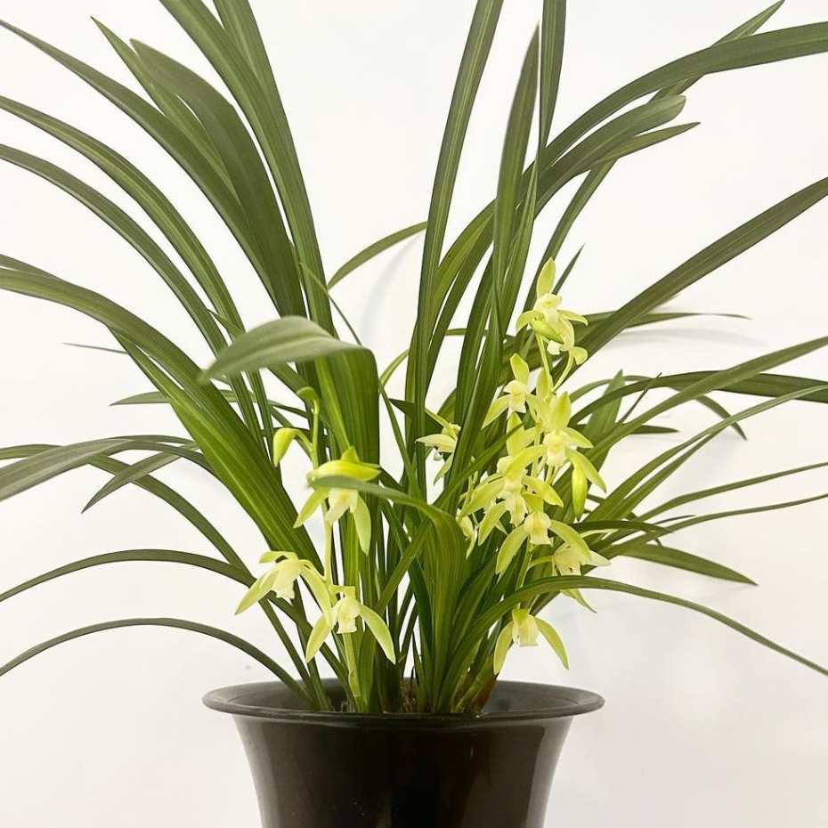 anggrek tanah Cymbidium ensifolium dewasa bunga wangi