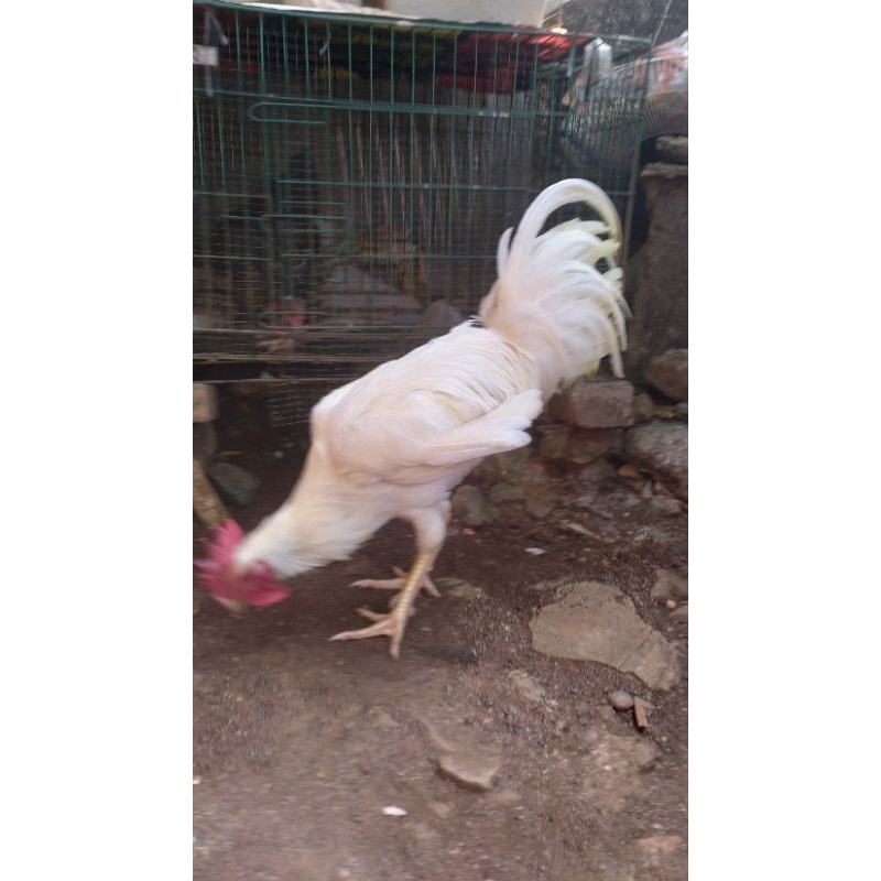 Ayam pelung putih