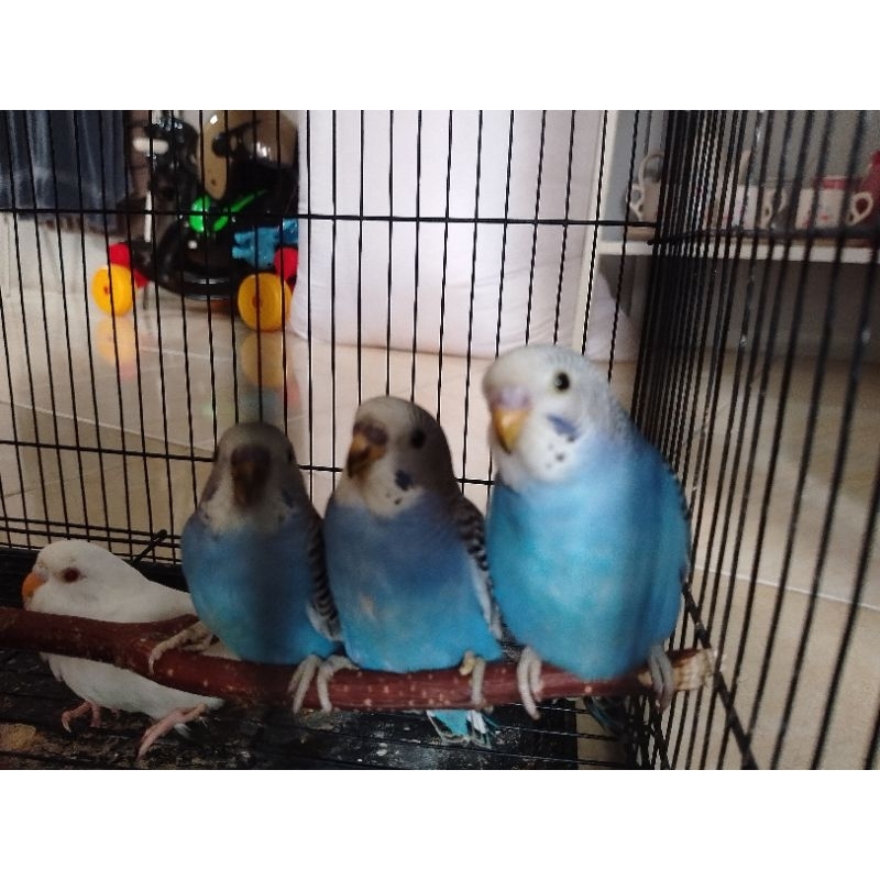 Burung Parkit Lokal