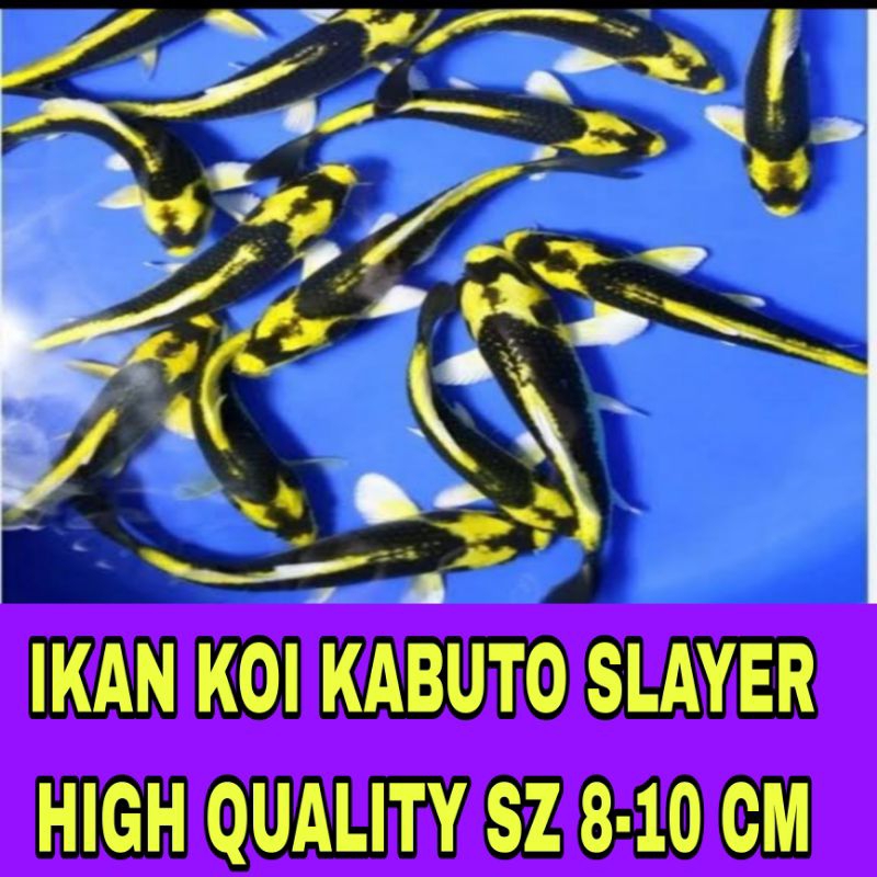 IKAN KOI KABUTO SLAYER HIGH QUALITY SZ 8-10 CM BONUS PAKAN